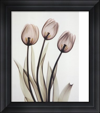 Framed Tulips Print