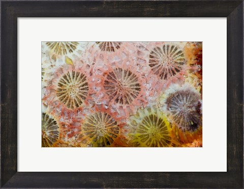 Framed Coral, Indonesia Print