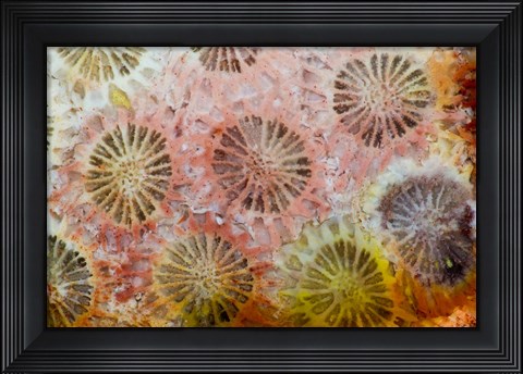 Framed Coral, Indonesia Print
