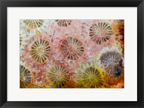 Framed Coral, Indonesia Print