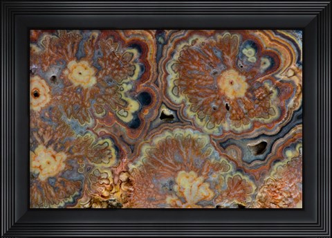 Framed Flowering Tube Onyx, Mexico 1 Print