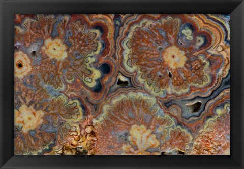 Framed Flowering Tube Onyx, Mexico 1 Print
