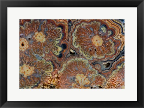 Framed Flowering Tube Onyx, Mexico 1 Print