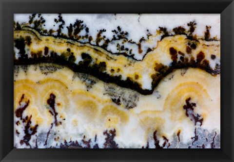 Framed Silver Lace Onyx 1 Print