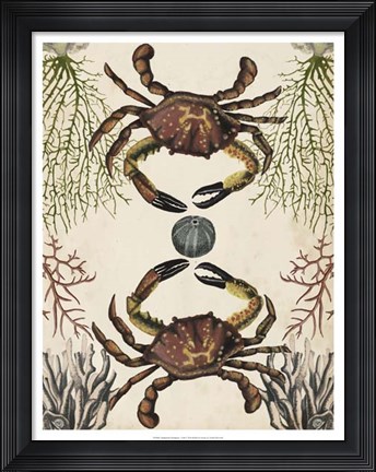 Framed Antiquarian Menagerie - Crab Print