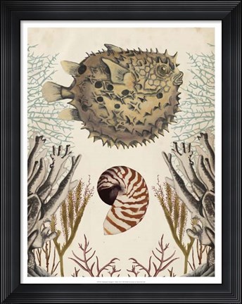 Framed Antiquarian Menagerie - Puffer Fish Print