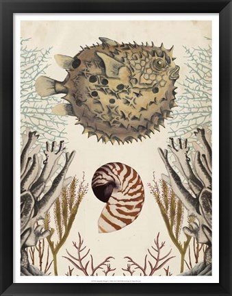 Framed Antiquarian Menagerie - Puffer Fish Print