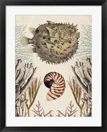 Framed Antiquarian Menagerie - Puffer Fish Print