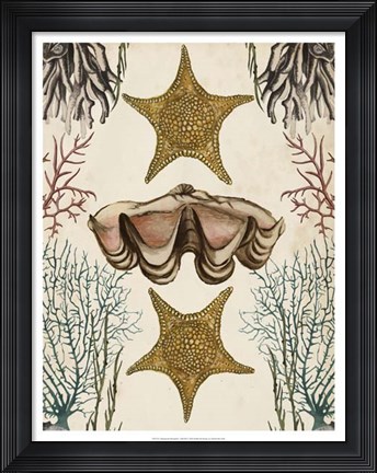 Framed Antiquarian Menagerie - Starfish Print
