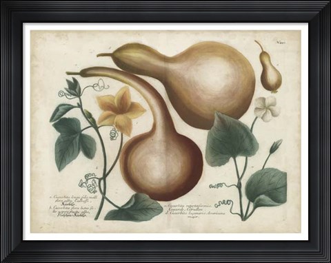 Framed Exotic Weinmann Botanical I Print