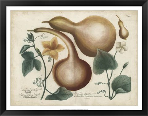 Framed Exotic Weinmann Botanical I Print