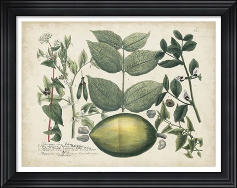 Framed Exotic Weinmann Botanical II Print