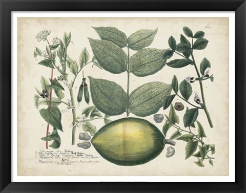 Framed Exotic Weinmann Botanical II Print