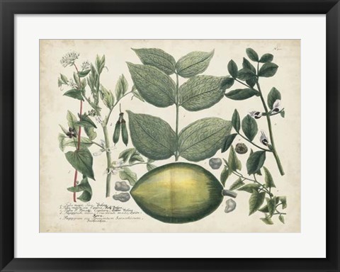 Framed Exotic Weinmann Botanical II Print