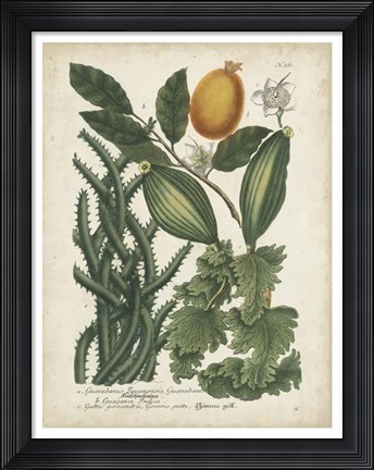 Framed Exotic Weinmann Botanical III Print