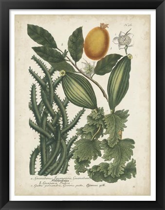 Framed Exotic Weinmann Botanical III Print