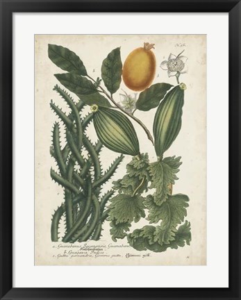 Framed Exotic Weinmann Botanical III Print