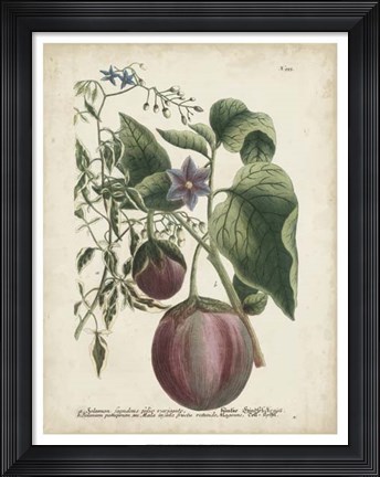 Framed Exotic Weinmann Botanical IV Print
