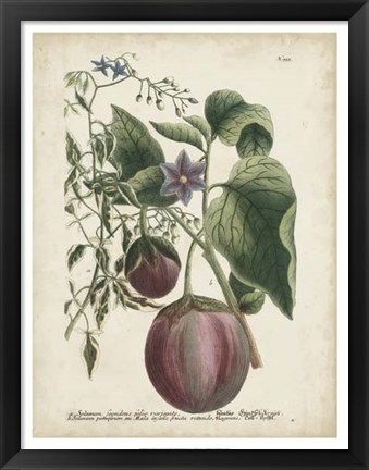 Framed Exotic Weinmann Botanical IV Print