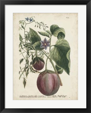 Framed Exotic Weinmann Botanical IV Print