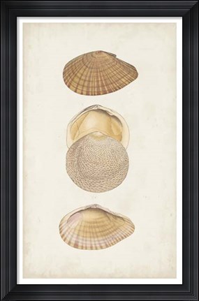 Framed Antiquarian Shell Study I Print