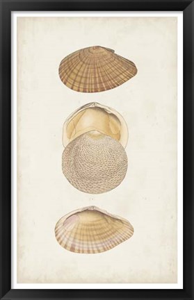 Framed Antiquarian Shell Study I Print