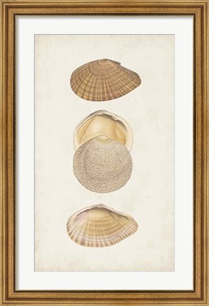 Framed Antiquarian Shell Study I Print