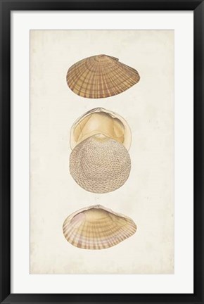 Framed Antiquarian Shell Study I Print