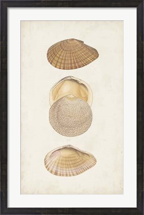 Framed Antiquarian Shell Study I Print