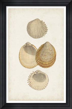 Framed Antiquarian Shell Study II Print