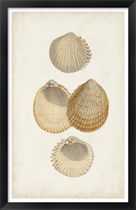 Framed Antiquarian Shell Study II Print