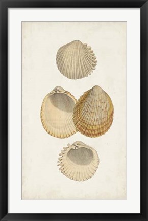 Framed Antiquarian Shell Study II Print