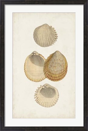 Framed Antiquarian Shell Study II Print