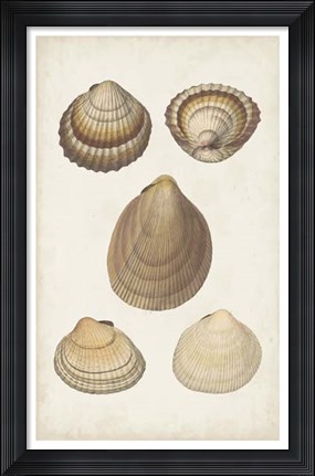 Framed Antiquarian Shell Study III Print