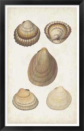 Framed Antiquarian Shell Study III Print