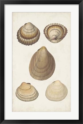 Framed Antiquarian Shell Study III Print