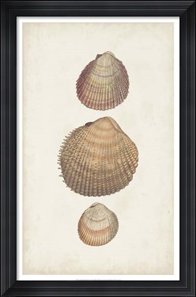 Framed Antiquarian Shell Study IV Print