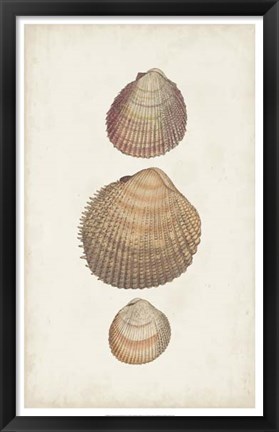 Framed Antiquarian Shell Study IV Print