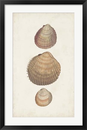 Framed Antiquarian Shell Study IV Print