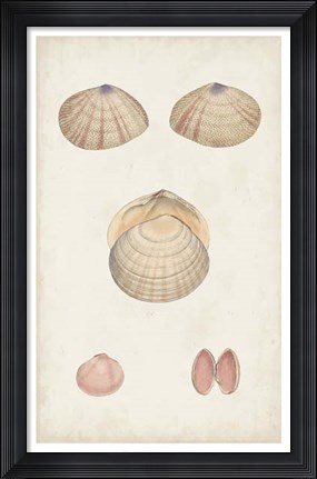 Framed Antiquarian Shell Study V Print