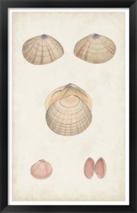 Framed Antiquarian Shell Study V Print