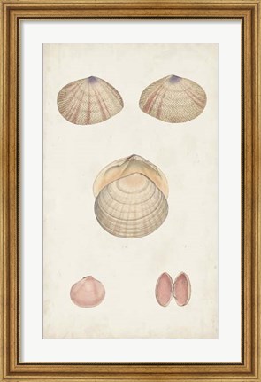Framed Antiquarian Shell Study V Print