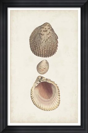 Framed Antiquarian Shell Study VI Print