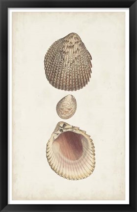 Framed Antiquarian Shell Study VI Print