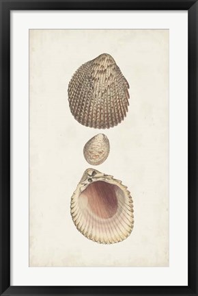 Framed Antiquarian Shell Study VI Print