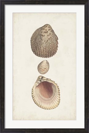 Framed Antiquarian Shell Study VI Print