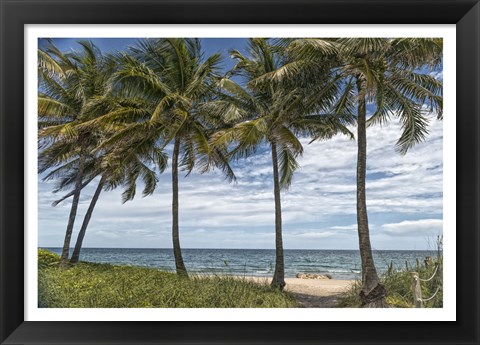 Framed Beach Palms Print