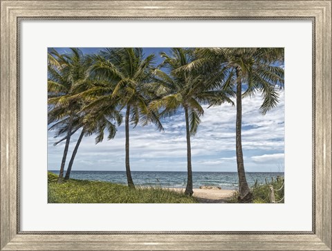 Framed Beach Palms Print