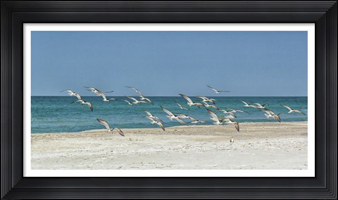 Framed Beach Skimmers Print