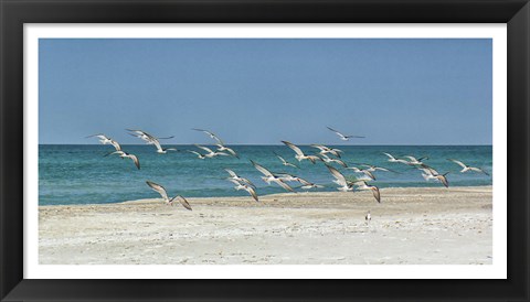 Framed Beach Skimmers Print